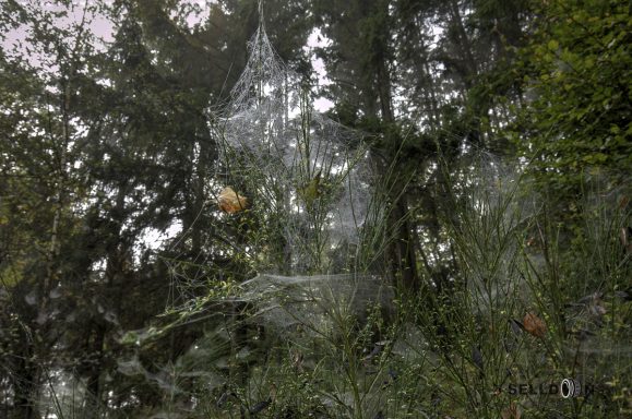Spiderweb Ship