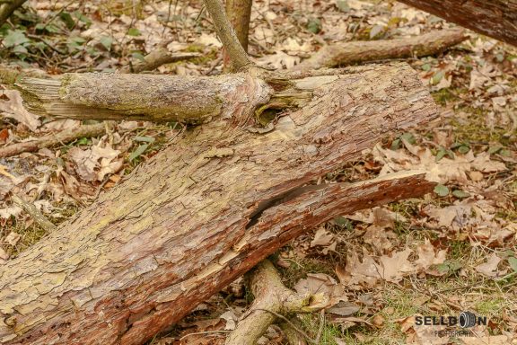 Wood Dragon