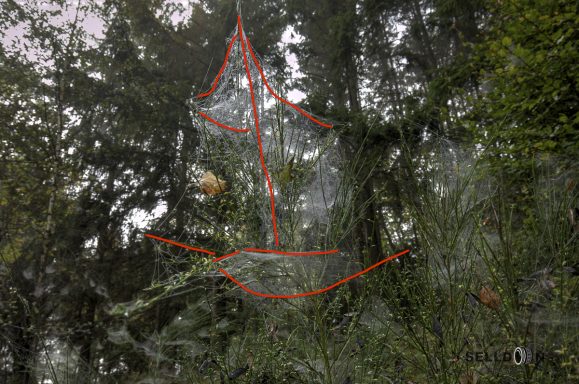 Spider Web Ship Supported