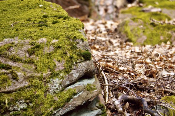 Rock Face