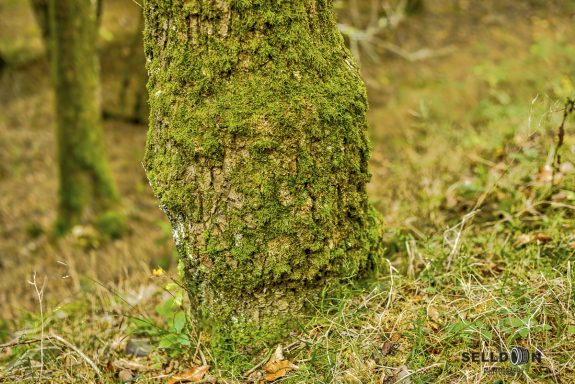 Tree Moss Face