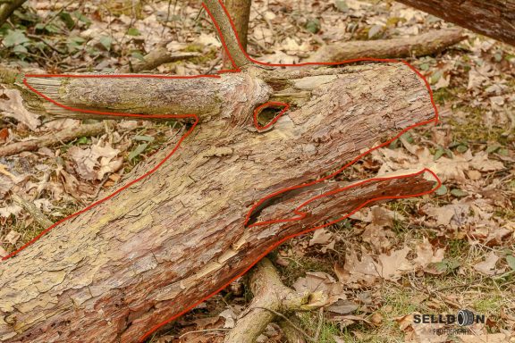 Wood Dragon Supported