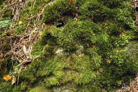 Rock Moss Man